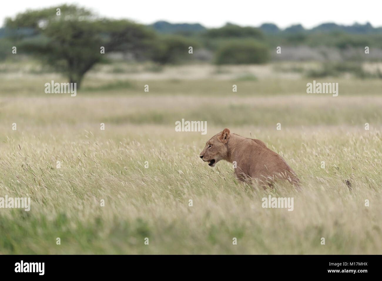 lioness sitting in long green grass while panting and staring in central kalahari game reserve in Botswana Stock Photo