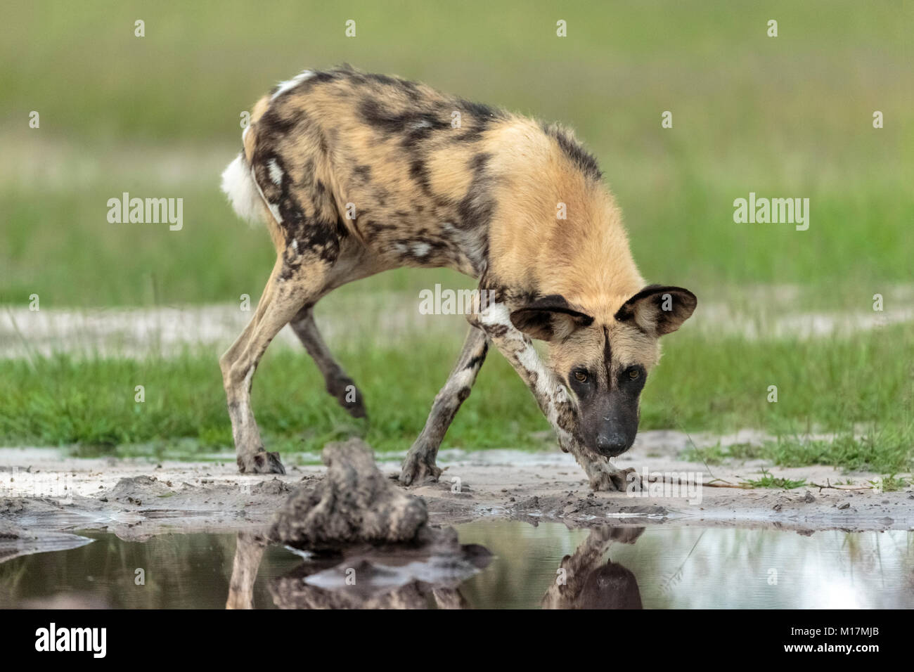 African Wild dog or painted dog walking head down facing camera along a puddle of water Stock Photo