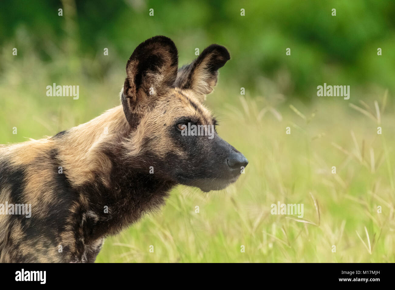 African wild dog or painted dog looking to hunt in rainy season in Khwai river area Stock Photo