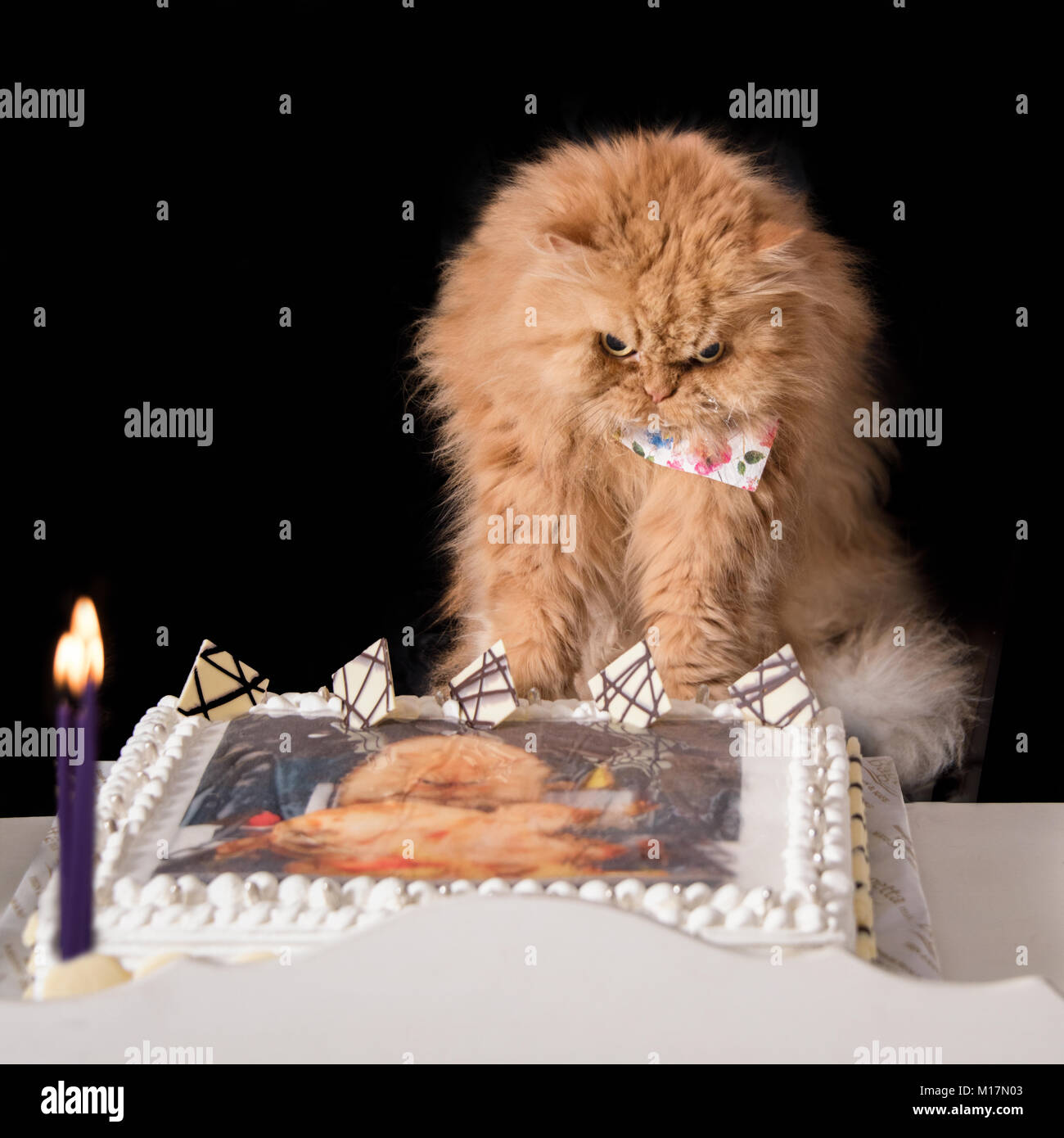 Angry looking orange Persian cat with birthday cake Stock Photo