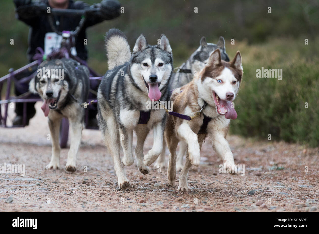 Aviemore, Scotland - 28th January 2018: The Siberian Husky Club of Great Britain stages its 35th Annual Sled Dog Rally on forest trails at Glenmore in Scotland, sponsored by CSJ specialist canine feeds.  Due to lack of snow, the dogs pull special three-wheeled carts instead of sleds. Credit: AC Images/Alamy Live News Stock Photo