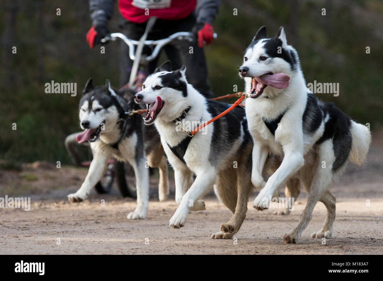Aviemore, Scotland - 28th January 2018: The Siberian Husky Club of Great Britain stages its 35th Annual Sled Dog Rally on forest trails at Glenmore in Scotland, sponsored by CSJ specialist canine feeds.  Due to lack of snow, the dogs pull special three-wheeled carts instead of sleds. Credit: AC Images/Alamy Live News Stock Photo