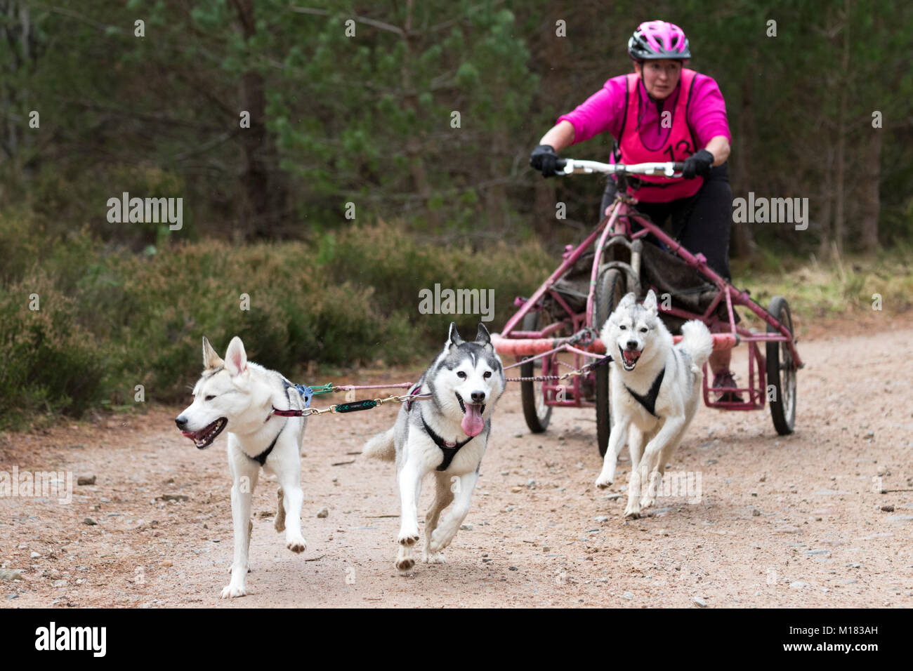 Aviemore, Scotland - 28th January 2018: The Siberian Husky Club of Great Britain stages its 35th Annual Sled Dog Rally on forest trails at Glenmore in Scotland, sponsored by CSJ specialist canine feeds.  Due to lack of snow, the dogs pull special three-wheeled carts instead of sleds. Credit: AC Images/Alamy Live News Stock Photo