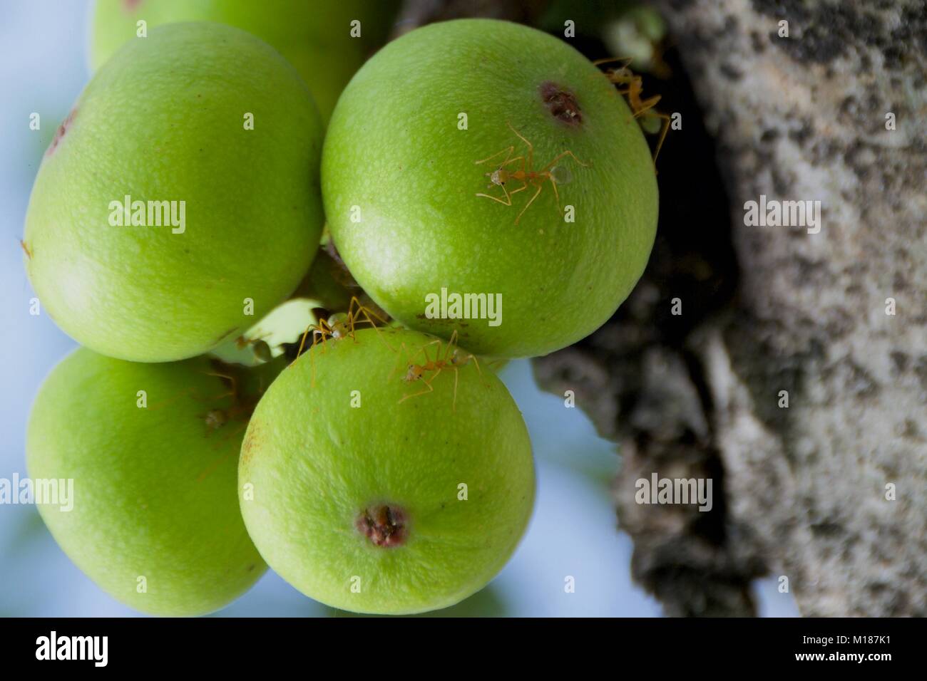 Australian Green ants on Rainforest Fig in Tropical North Queensland Stock Photo