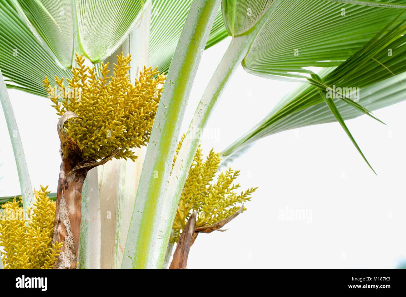 Seed and flower spikes of Pritchardia pacifica, or the Fiji Fan Palm, a species of palm tree in the genus Pritchardia Stock Photo