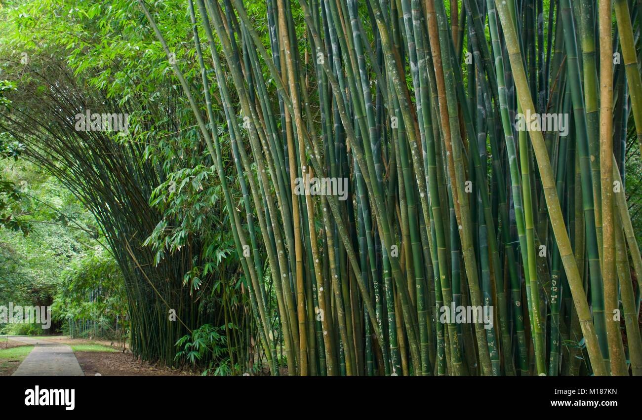 Giant Bamboo growing in a Bamboo Forest arching over a pathway in Cairns Queensland Australia Stock Photo