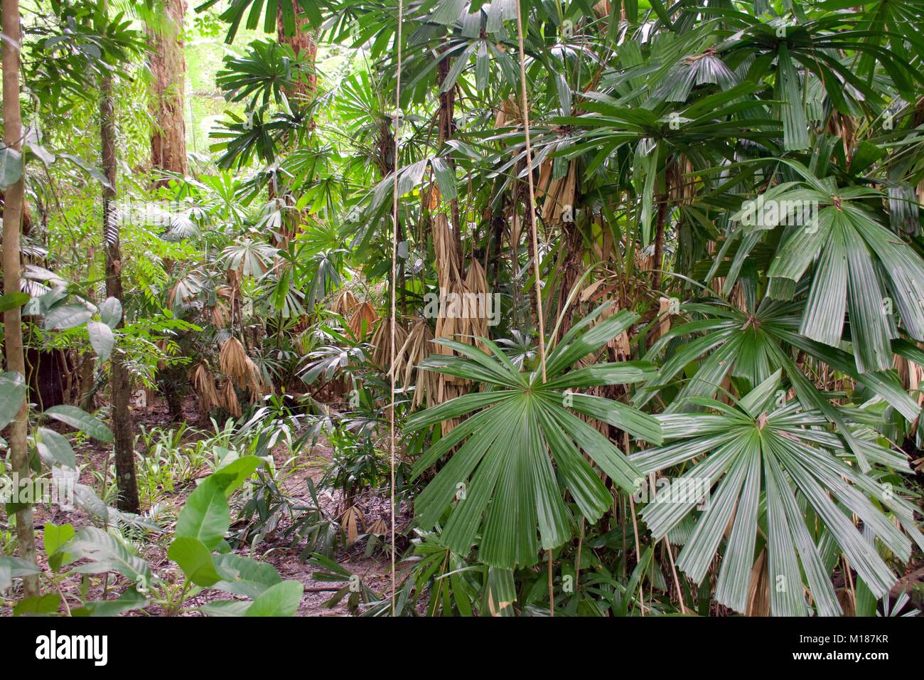 Daintree Rainforest in Tropical North Queensland with Licuala ramsayi indigenous fan palms Stock Photo