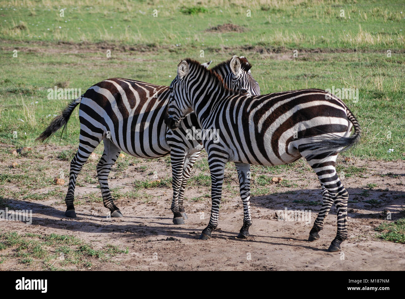 Kenyan mammals hi-res stock photography and images - Alamy