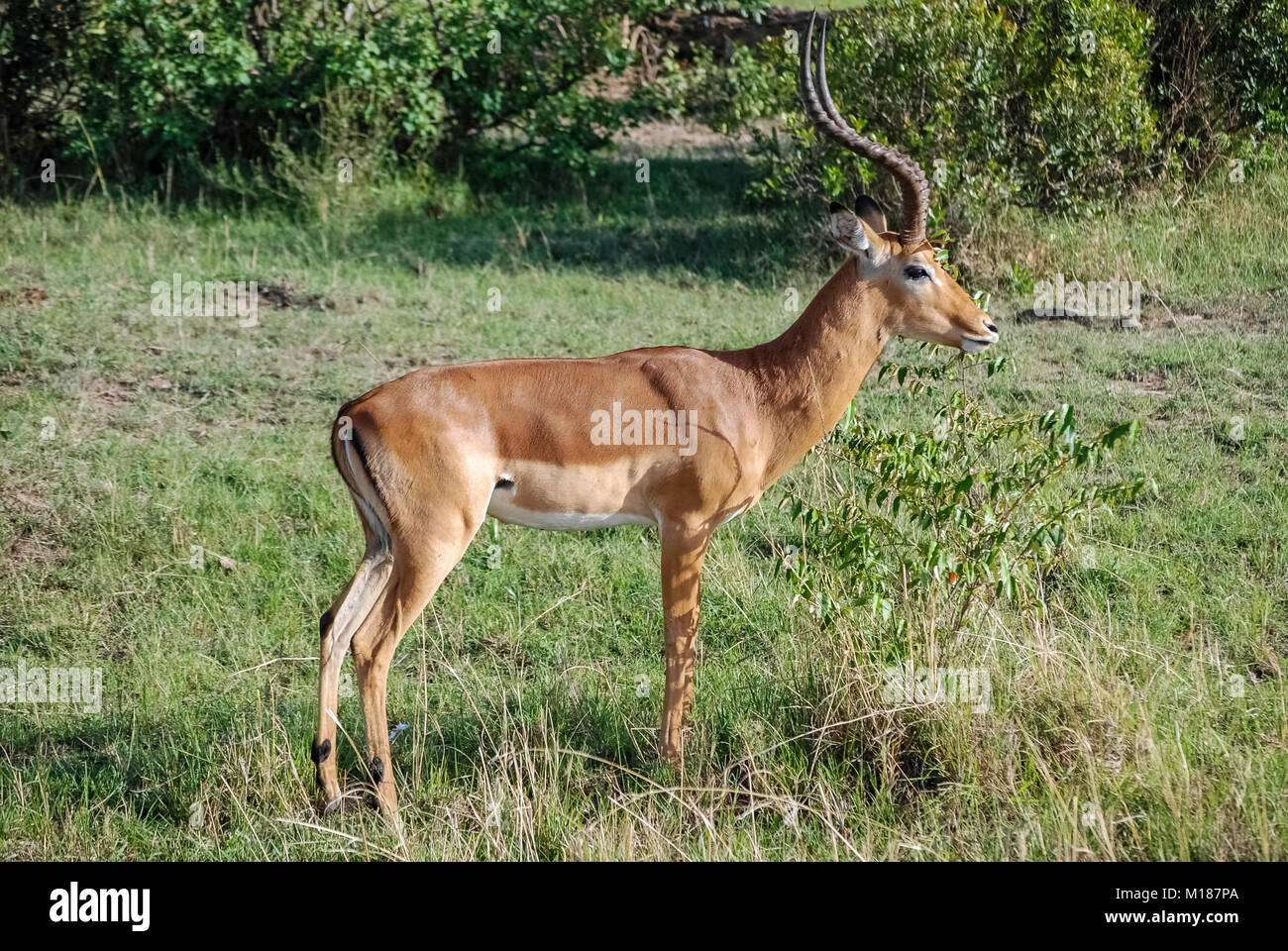 Impala gazelle Masai Mara Kenya Africa Stock Photo - Alamy