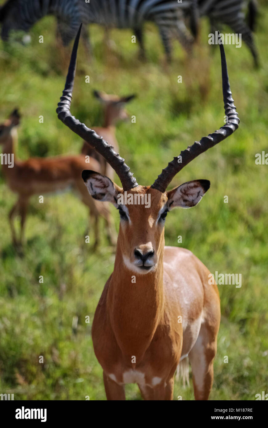 Impala gazelle Masai Mara Kenya Africa Stock Photo - Alamy