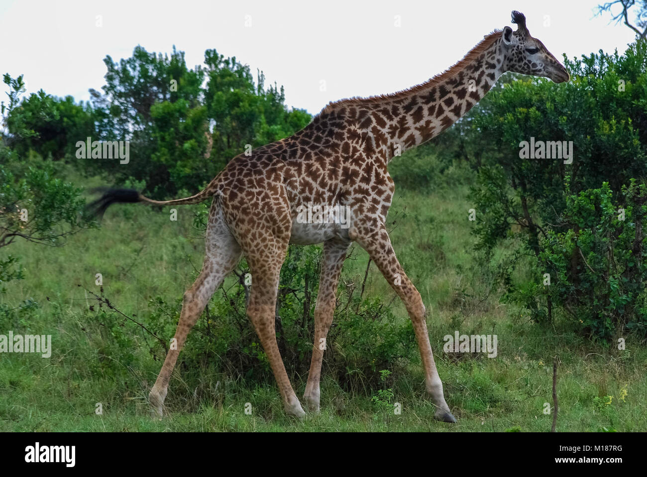 Giraffe Masai Mara National Park Kenya Stock Photo