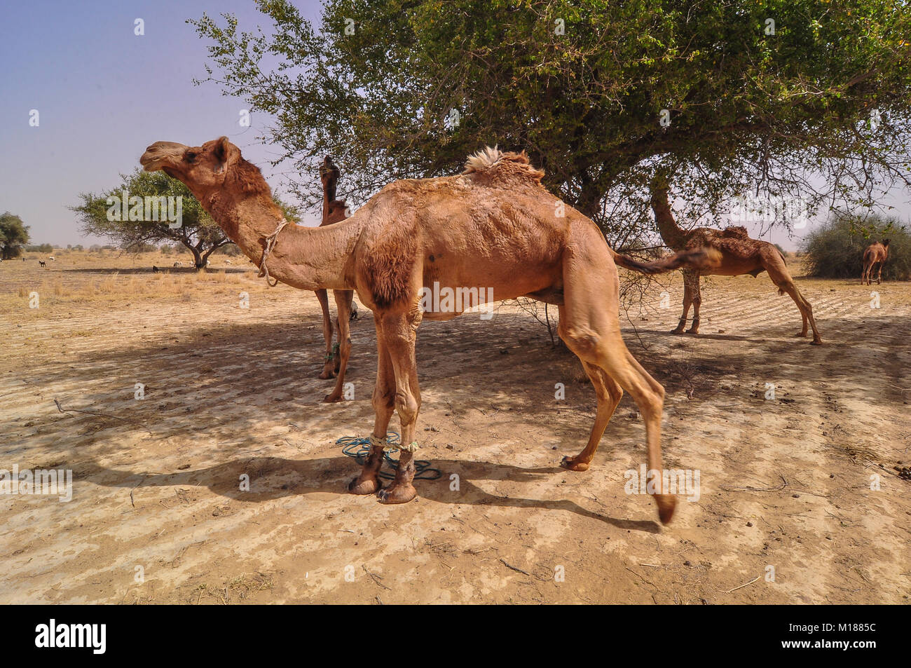 Camels waiting on Thar desert in Jaisalmer, Rajasthan, India Stock ...