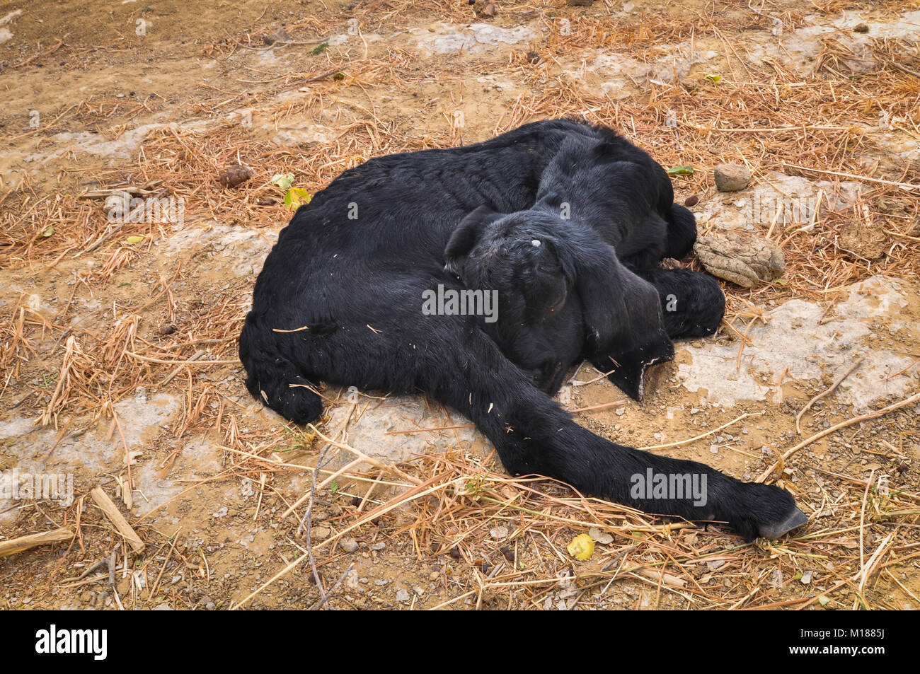 A black goat sleeping on Thar Desert in Jaisalmer, Rajasthan, India. Stock Photo