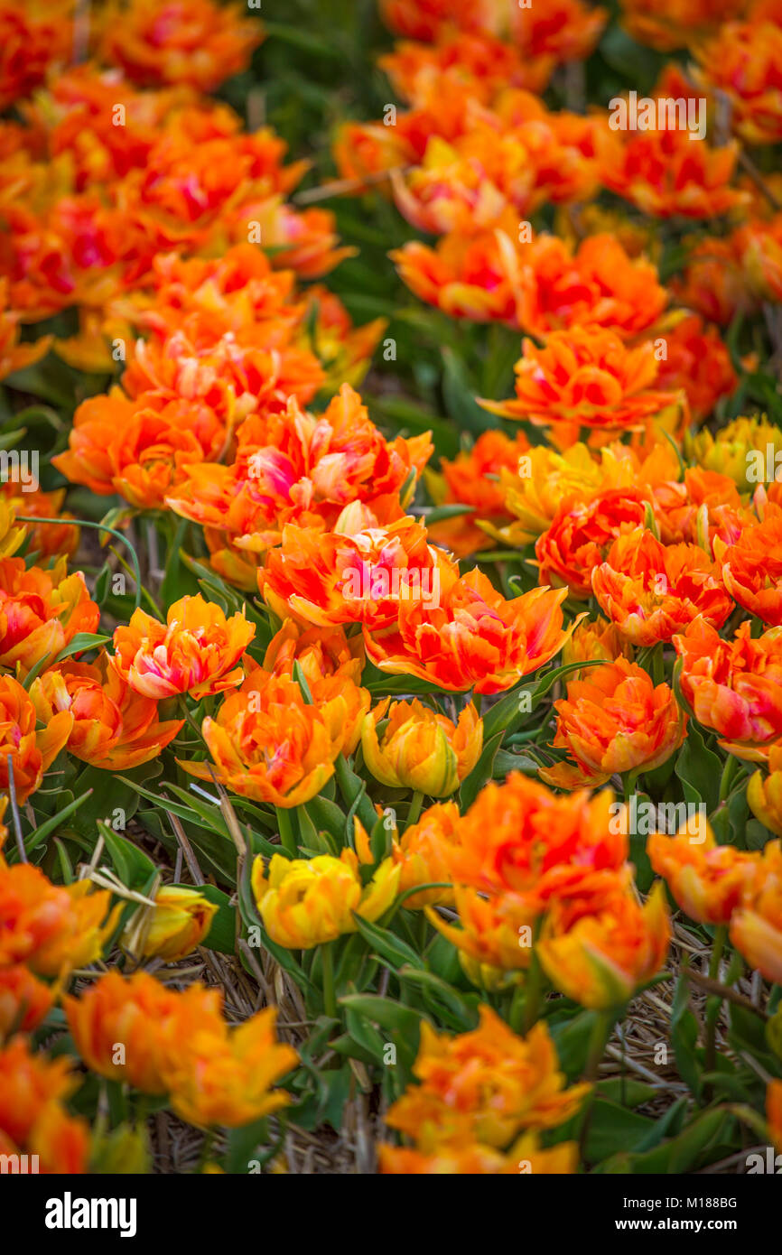 yellow tulips bloom in spring field in Holland Stock Photo - Alamy