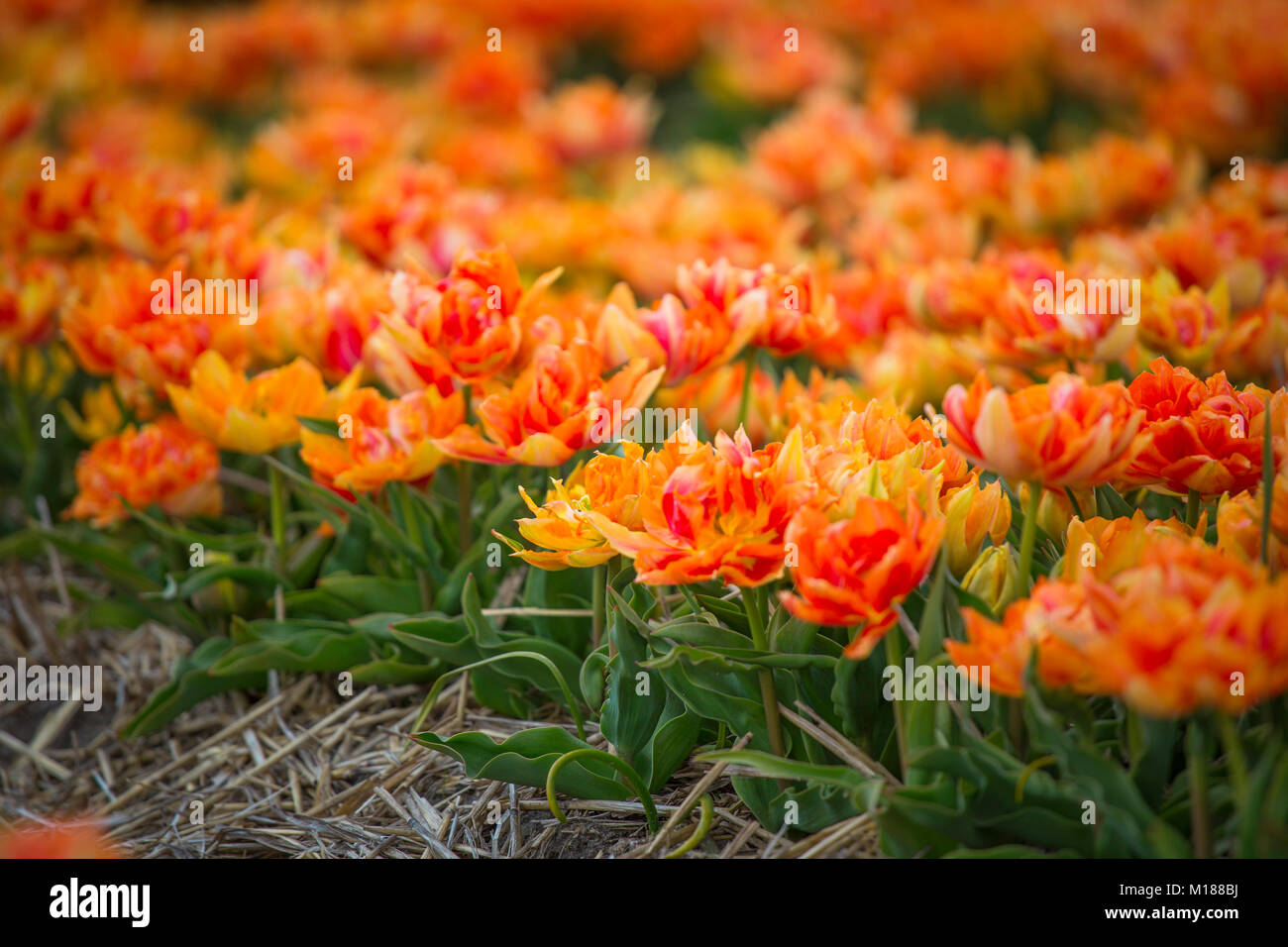 yellow tulips bloom in spring field in Holland Stock Photo - Alamy