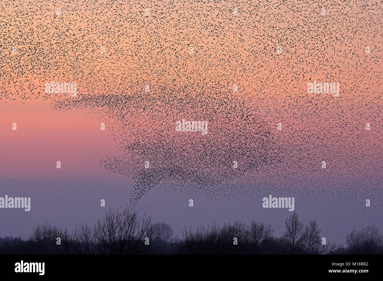 Common starlings Sturnus vulgaris flighting to reed bed roost, Westhay Moor NNR, Somerset, England The roost consists of perhaps 7000000 birds Stock Photo