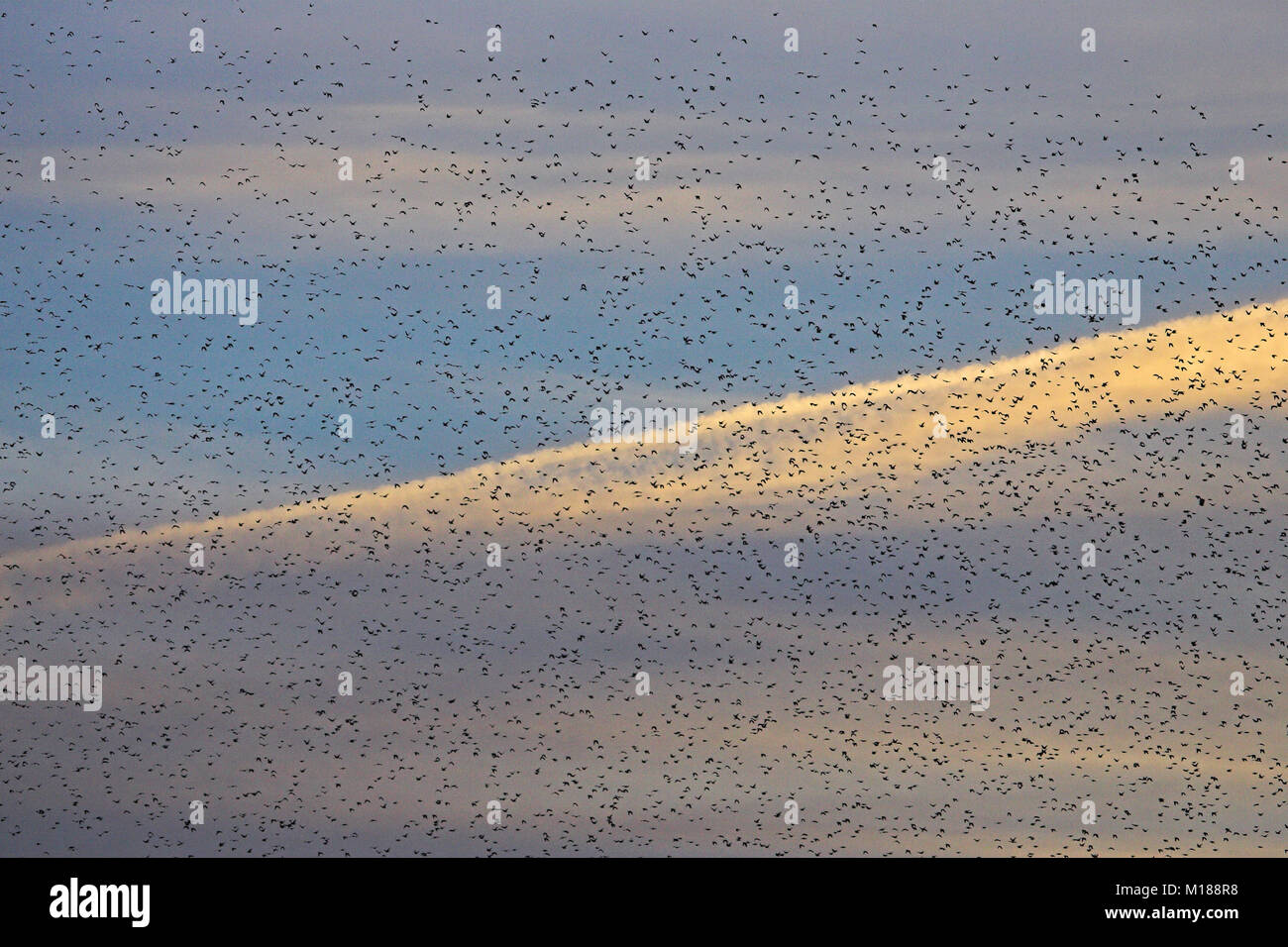 Common starlings Sturnus vulgaris flighting to reed bed roost, Westhay Moor NNR, Somerset, England The roost consists of perhaps 7000000 birds Stock Photo