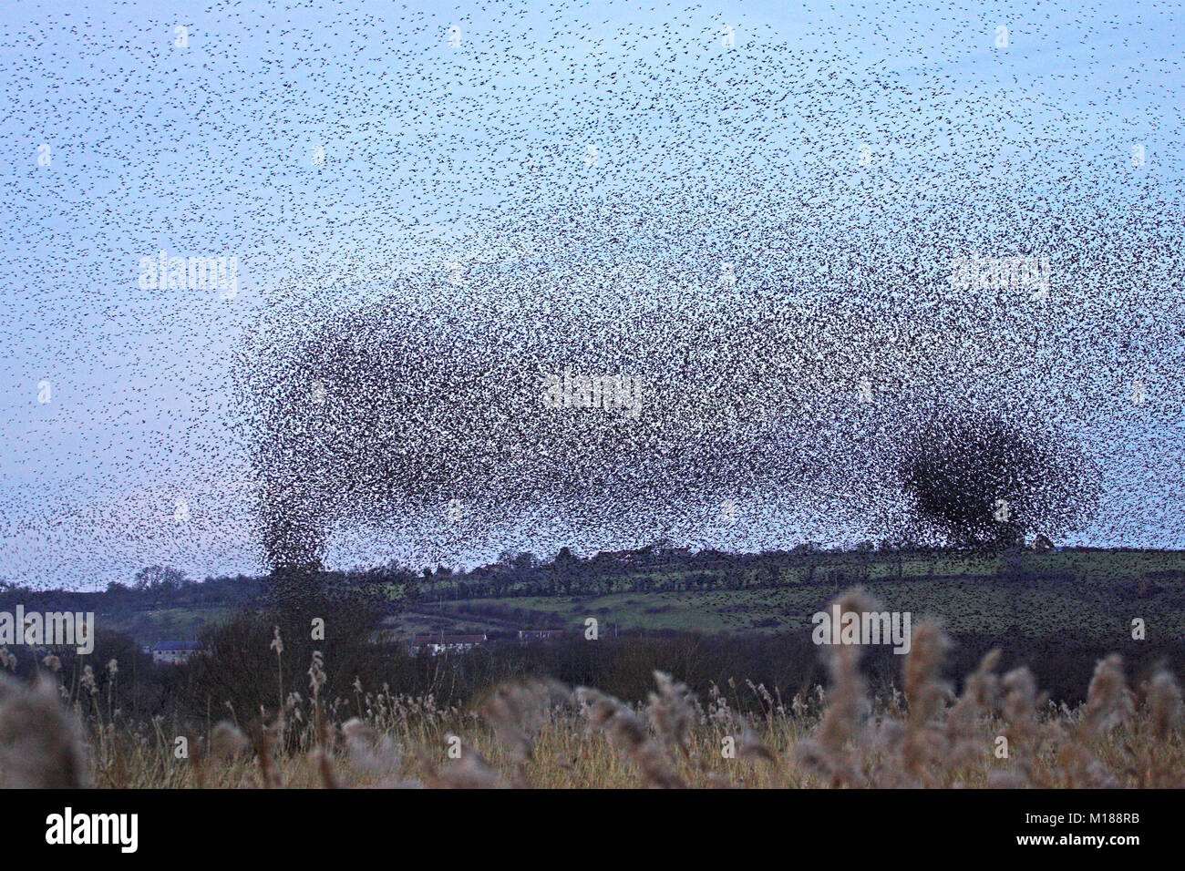 Common starlings Sturnus vulgaris flighting to reed bed roost, Westhay Moor NNR, Somerset, England The roost consists of perhaps 7000000 birds Stock Photo