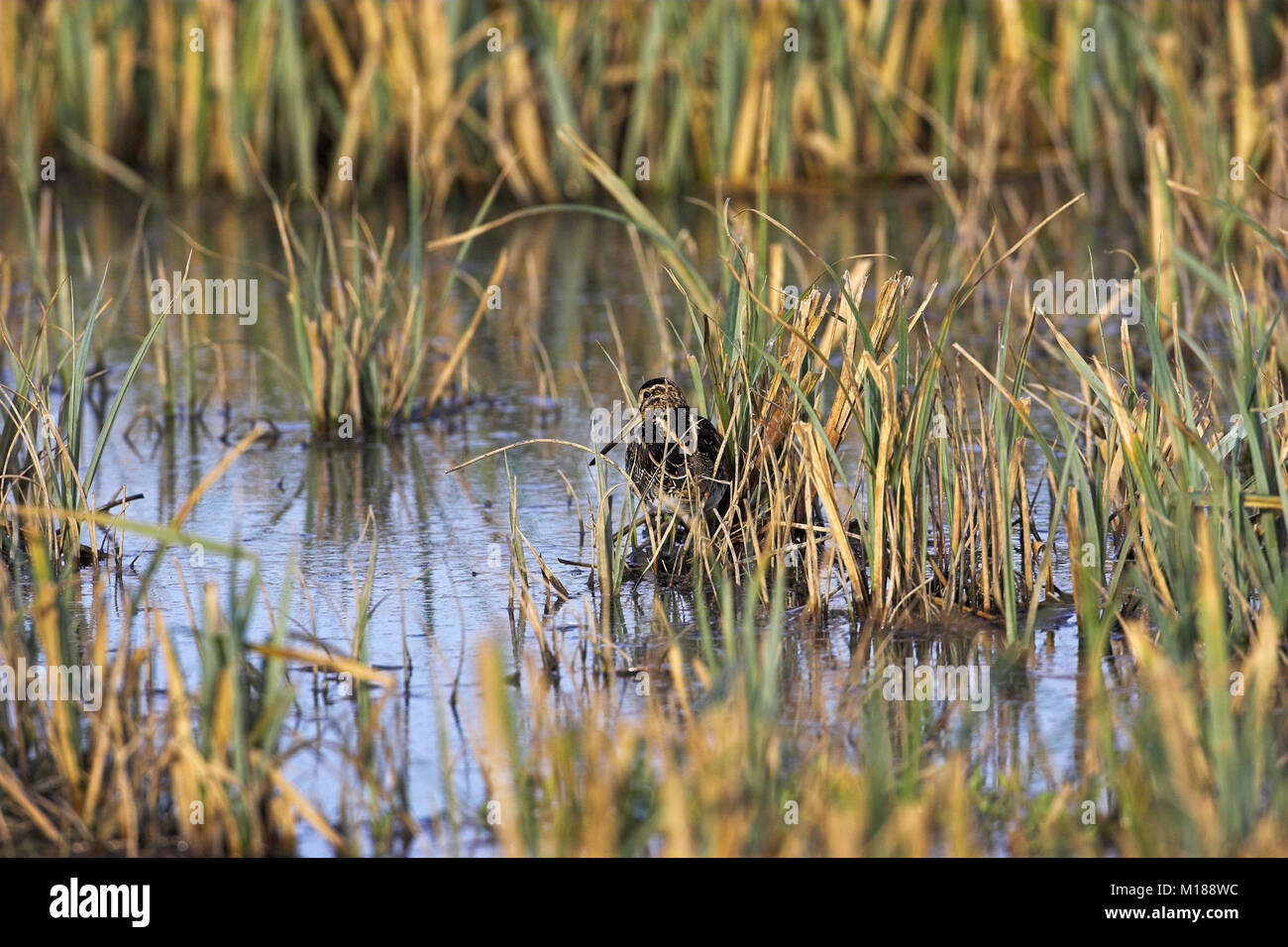 Common snipe Gallinago gallinago hiding in tall grasse Radipole Lake ...