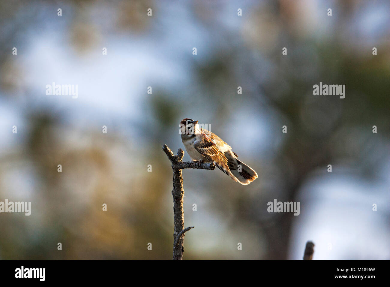 Lark sparrow Chondestes grammacus in pine woodland Zimmerman Park Billings Montana USA June 2015 Stock Photo