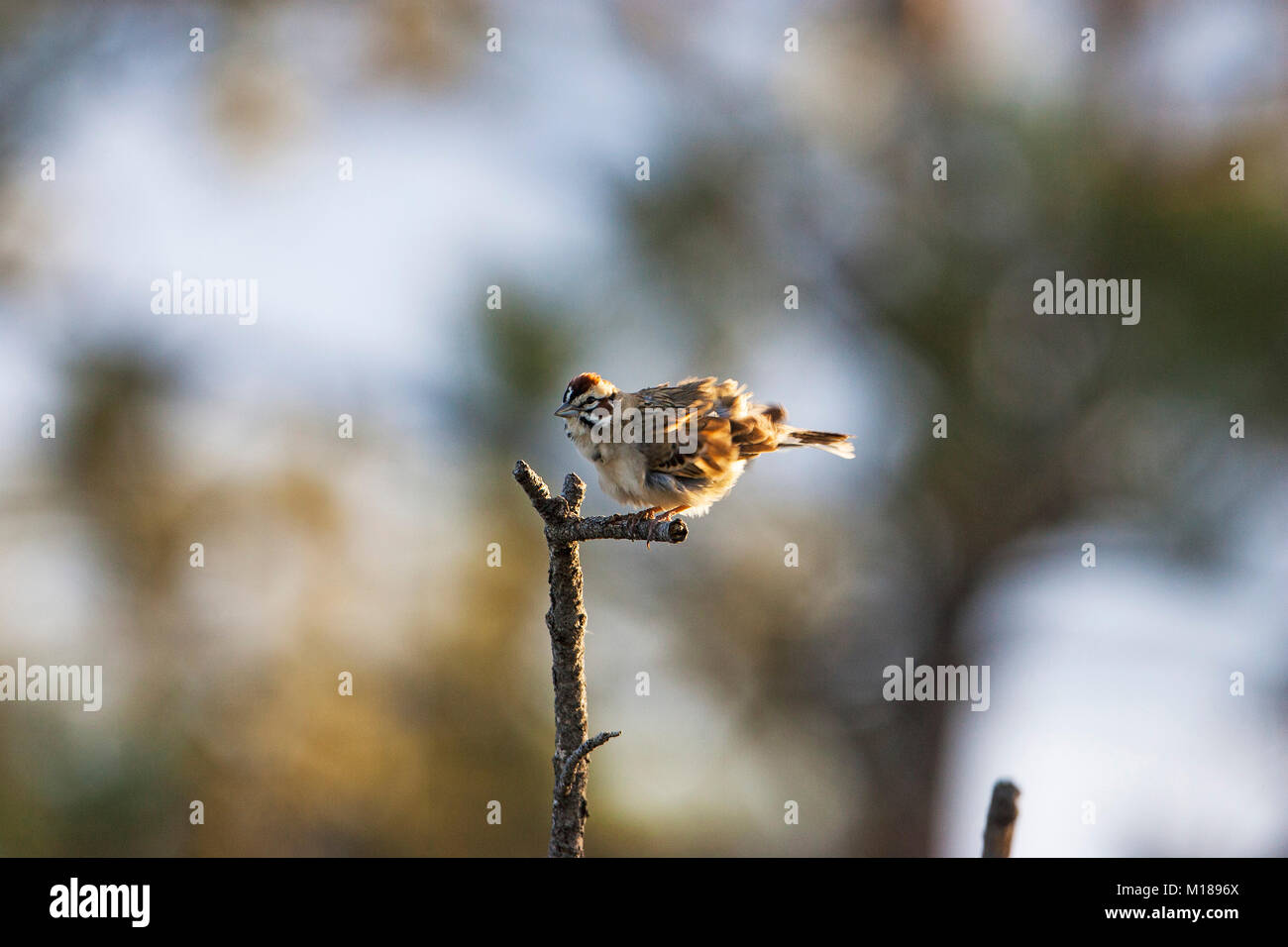Lark sparrow Chondestes grammacus in pine woodland Zimmerman Park Billings Montana USA June 2015 Stock Photo