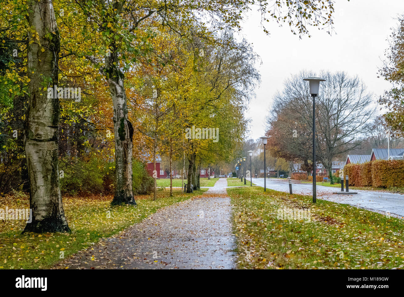Autumn Danish road in November in Viborg, Denmark Stock Photo - Alamy