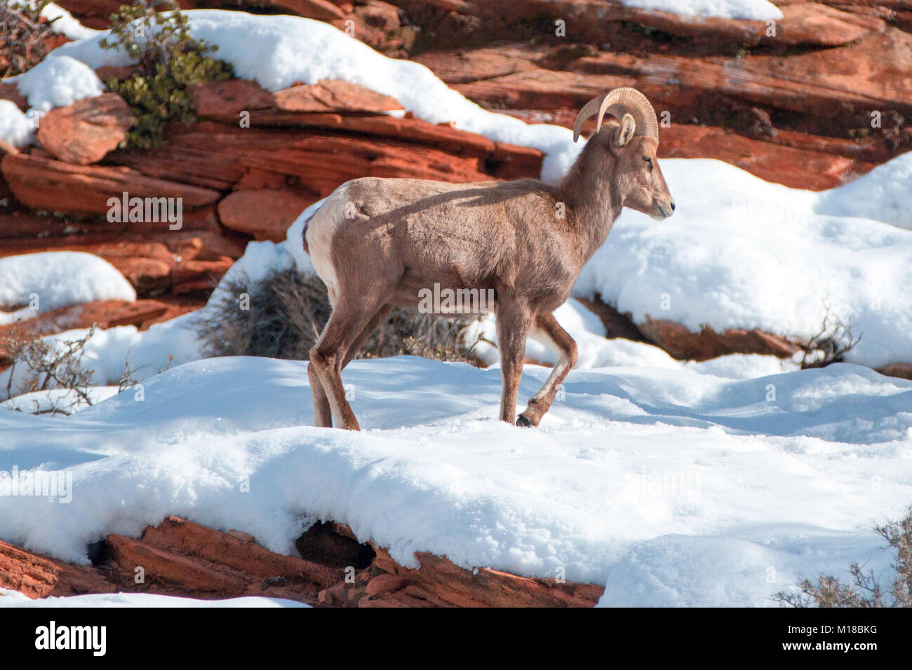 Bighorn Sheep ram walking (ovis canadensis) on sunny winter day in Zion