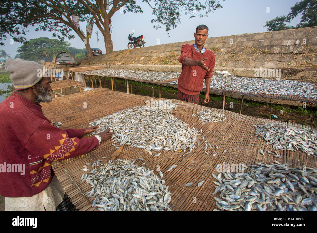 Fish are being dried under the sun at jessore in Bangladesh Stock Photo