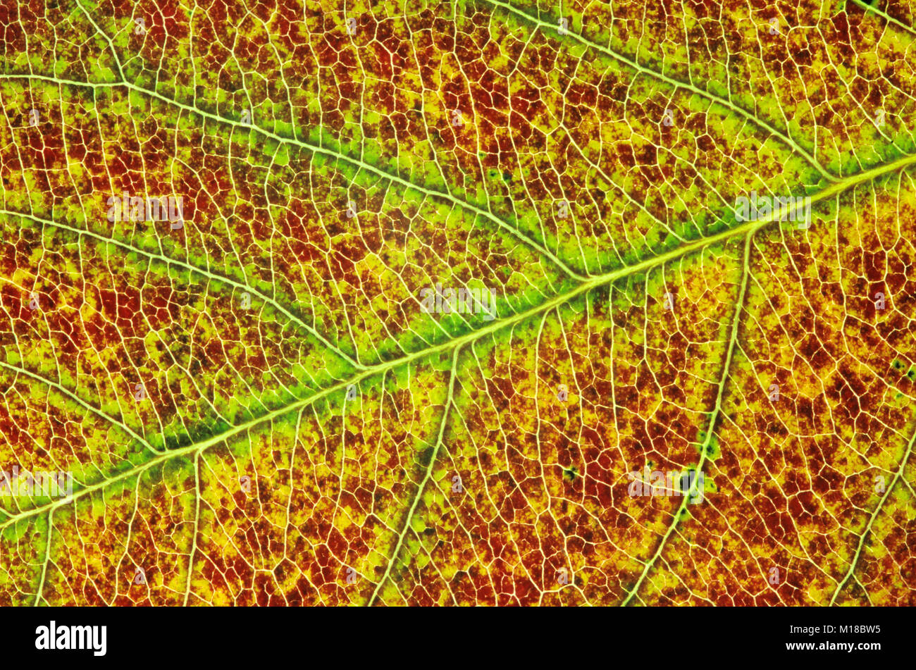 Snowy Mespilus, leaf detail in autumn / (Amelanchier lamarckii) | Kupfer-Felsenbirne, Blattdetail im Herbst / (Amelanchier lamarckii) Stock Photo