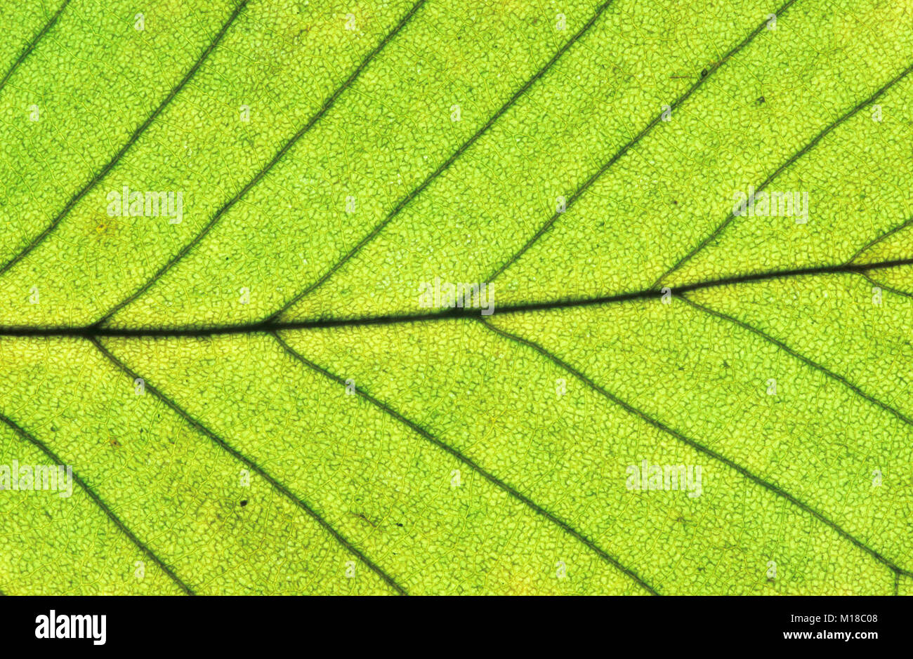 European Hornbeam, leaf detail in autumn, North Rhine-Westphalia, Germany / (Carpinus betulus) | Hainbuche, Blattdetail im Herbst Stock Photo