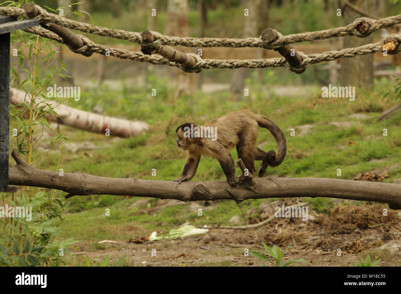 Gracile capuchin monkey in a park Stock Photo