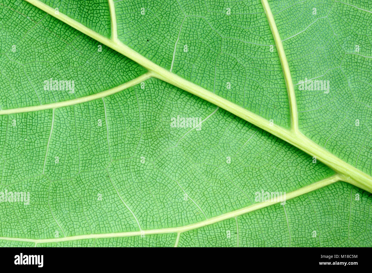 Leaf detail, North Rhine-Westphalia, Germany | Blattdetail, Nordrhein-Westfalen, Deutschland Stock Photo