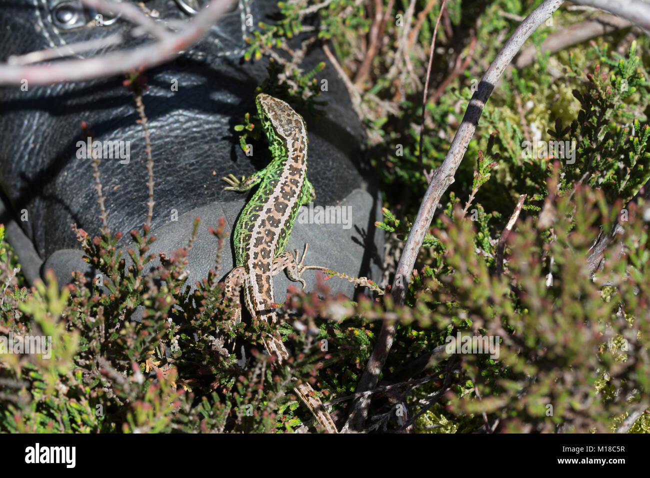 Male sand lizard (Lacerta agilis) in breeding colours on a walking boot
