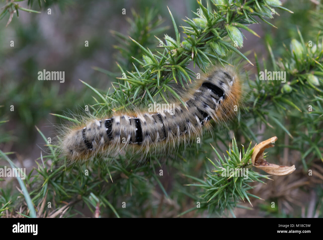 Oak eggar moth caterpillar (Lasiocampa quercus) in heathland at Hankley Common, Surrey, UK Stock Photo
