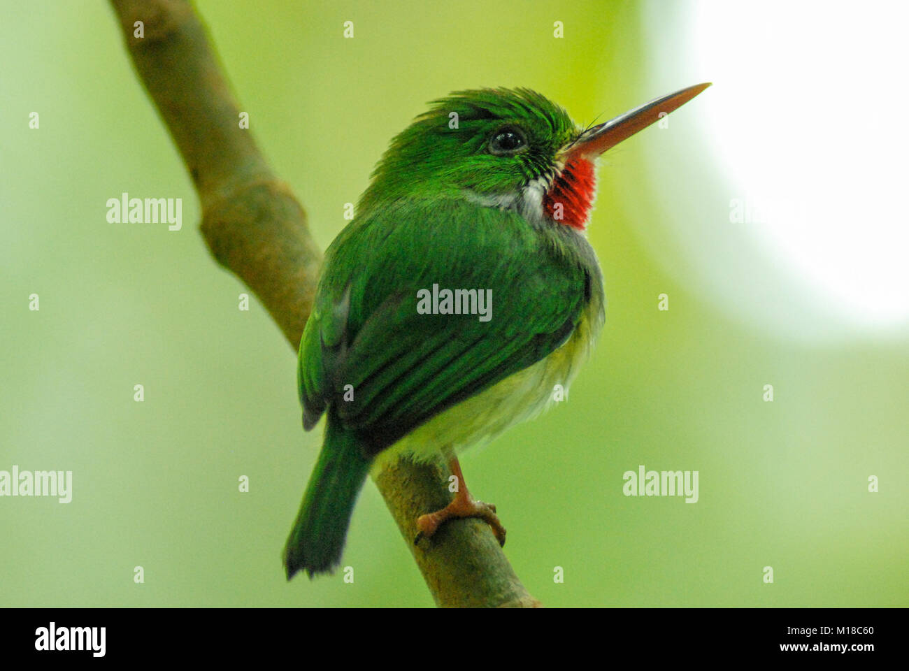 Puerto Rican tody (Todus mexicanus) in the El Yunque National Rainforest Stock Photo