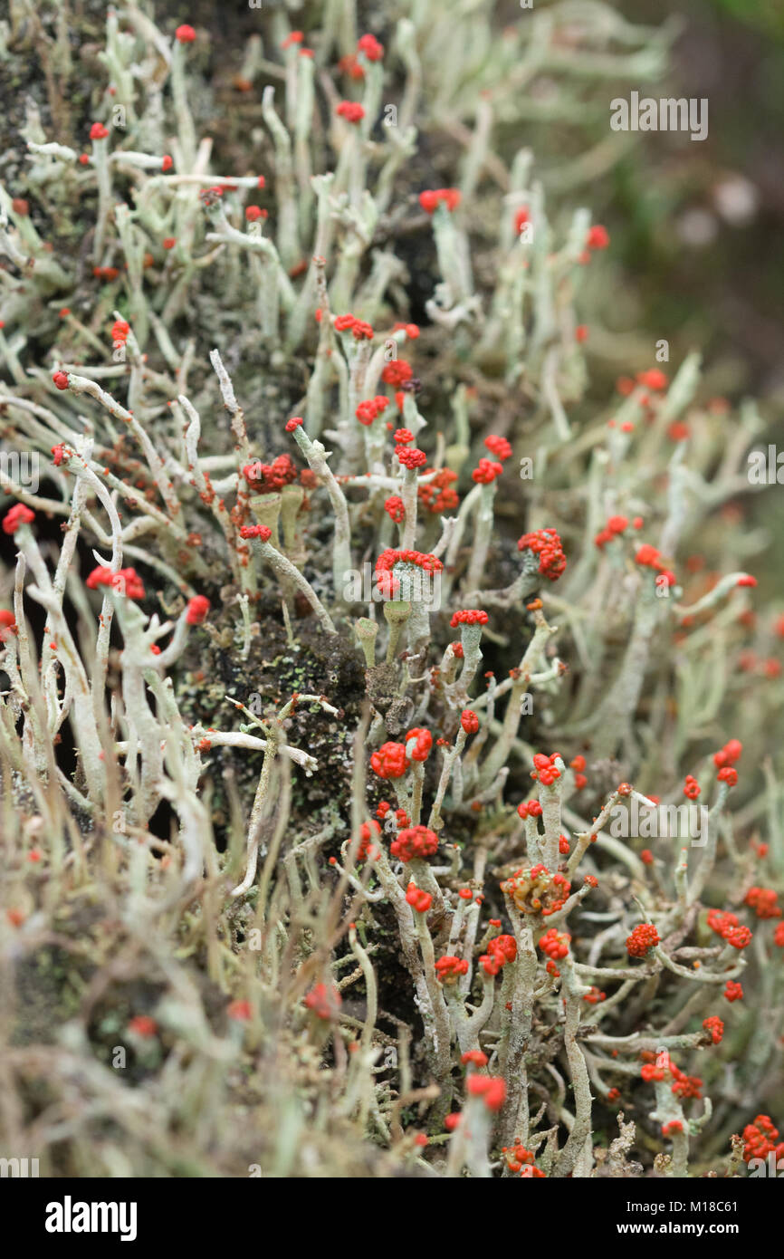 Colourful matchstick lichen (Cladonia cristatella), also known as British soldiers, on Surrey heathland Stock Photo