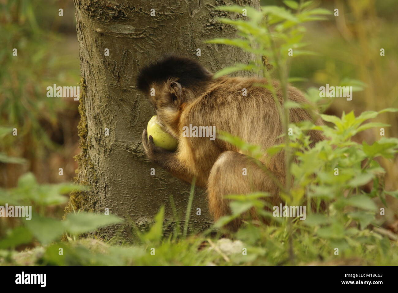 Gracile capuchin monkey in a park Stock Photo