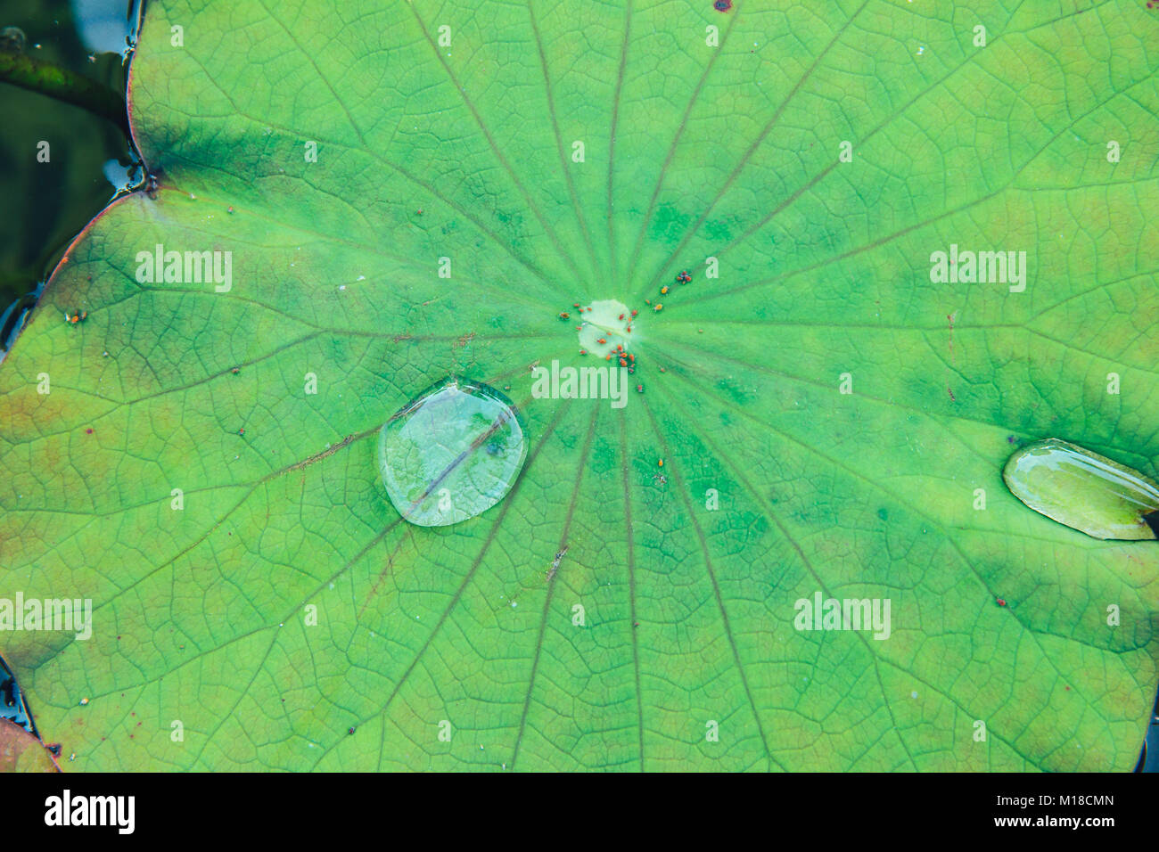 lotus leaf with rain water drop green nature background Stock Photo - Alamy