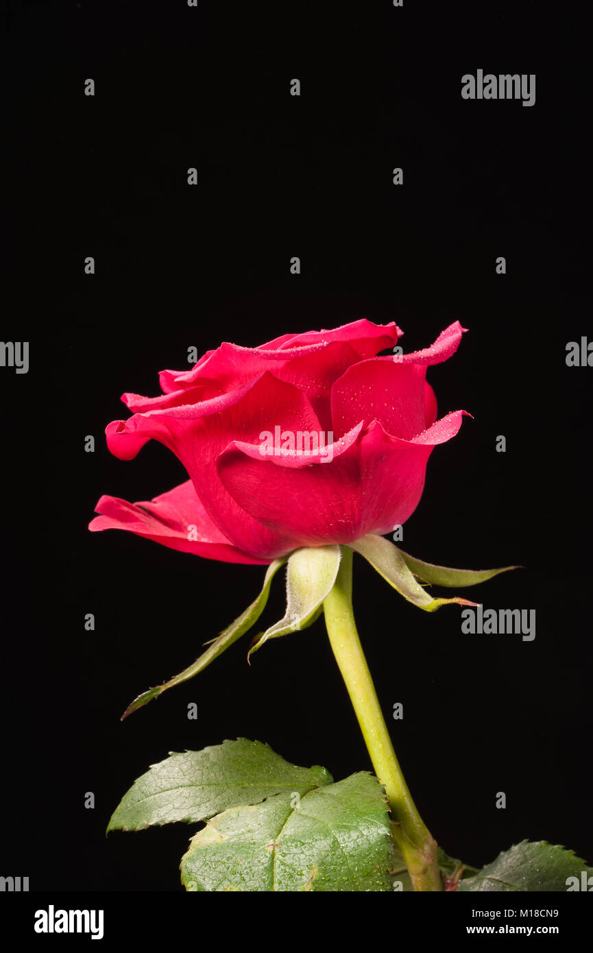 Rose emoji hi-res stock photography and images - Alamy