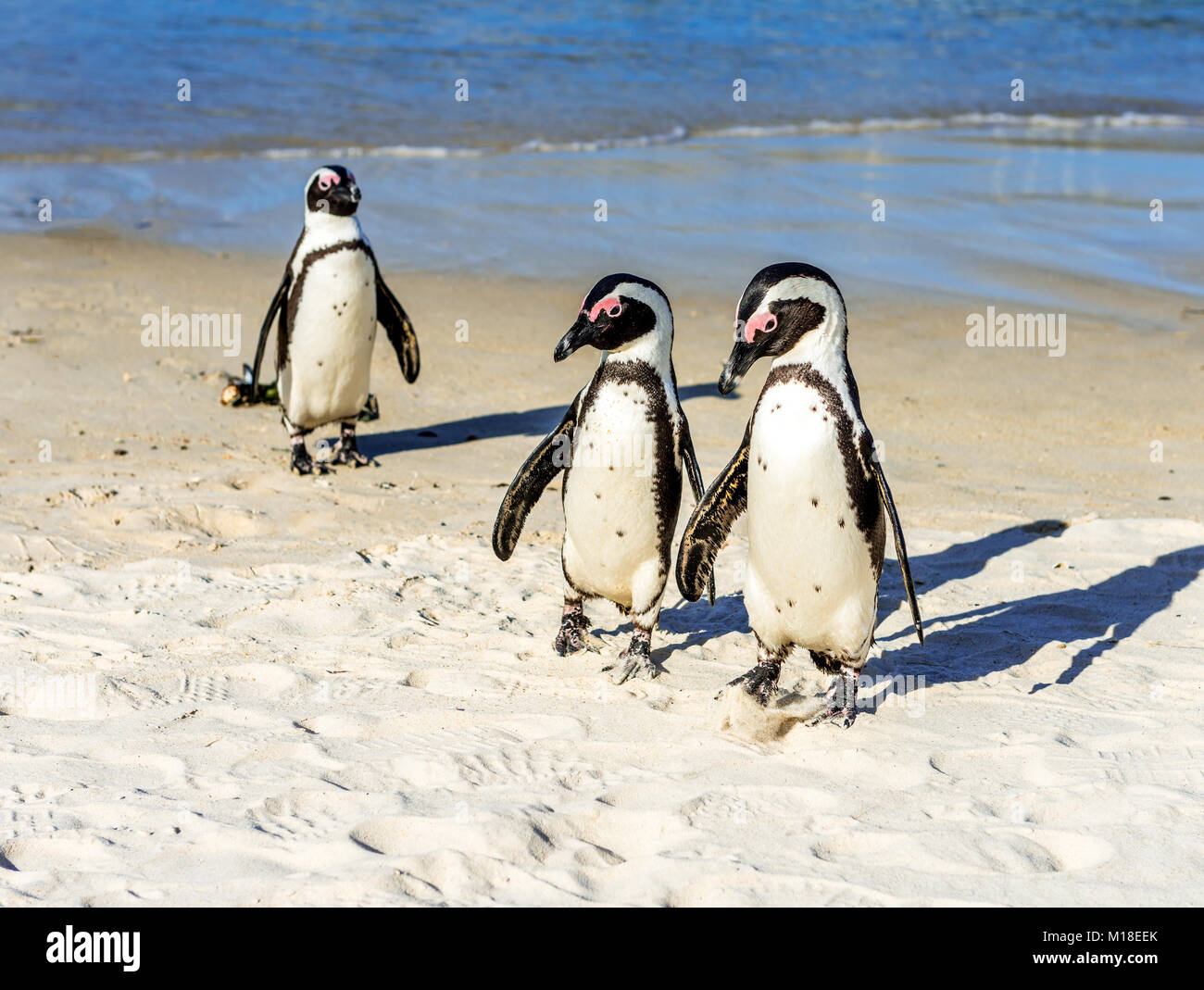 In Simon’s Town, South Africa, two penguins walk together on a beach while another looks at them from behind. Stock Photo
