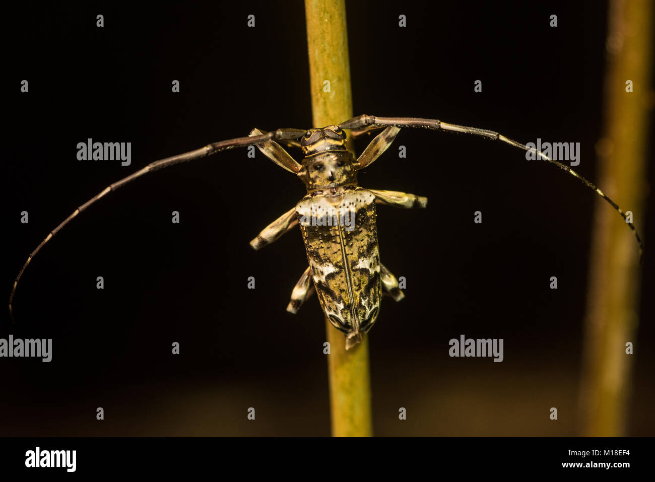 Some sort of long-horn beetle from the Amazon jungle. Stock Photo