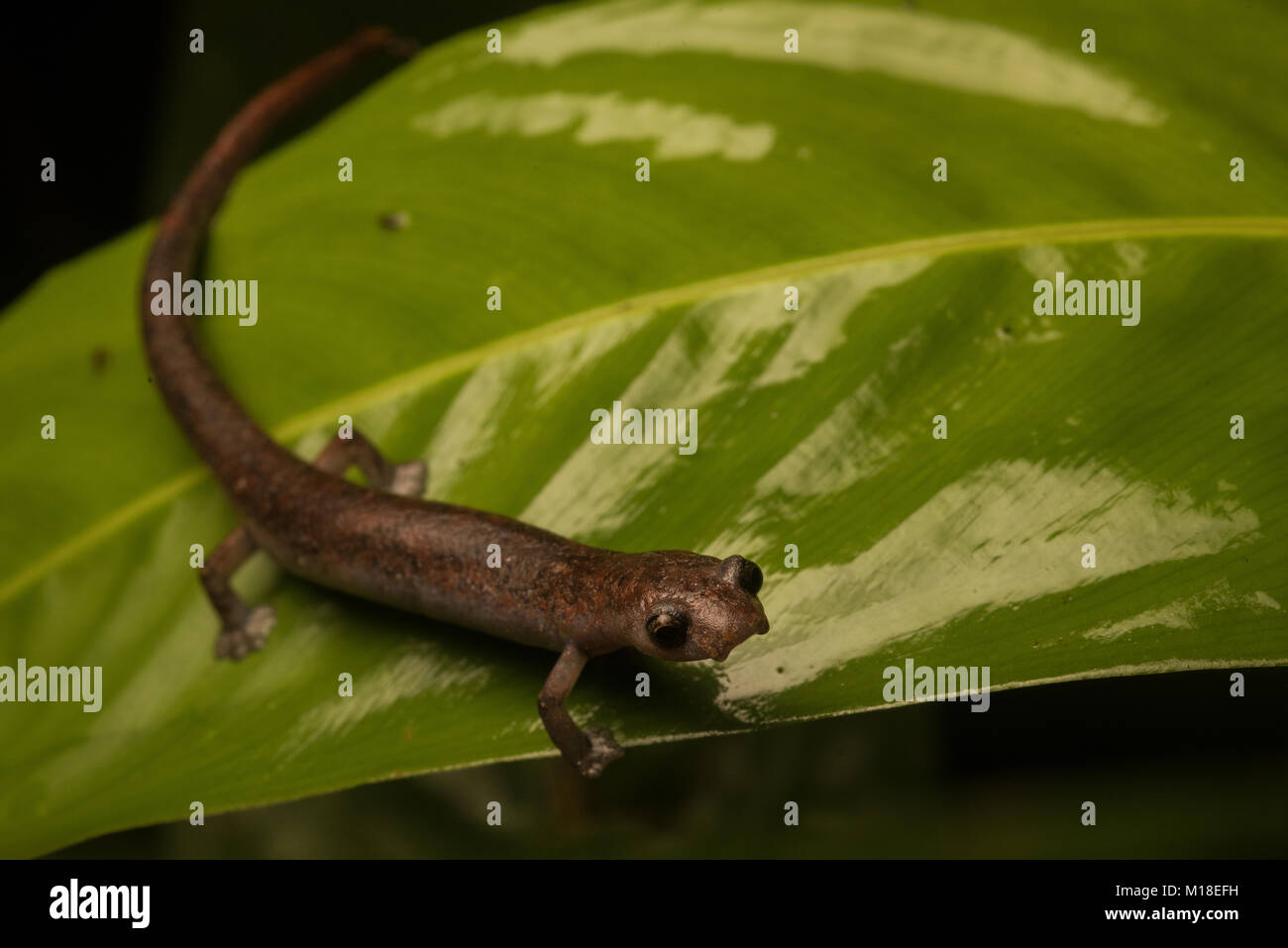 A arboreal mushroom tongue salamander (Bolitoglossa altamazonica) from the Colombian jungle. Stock Photo