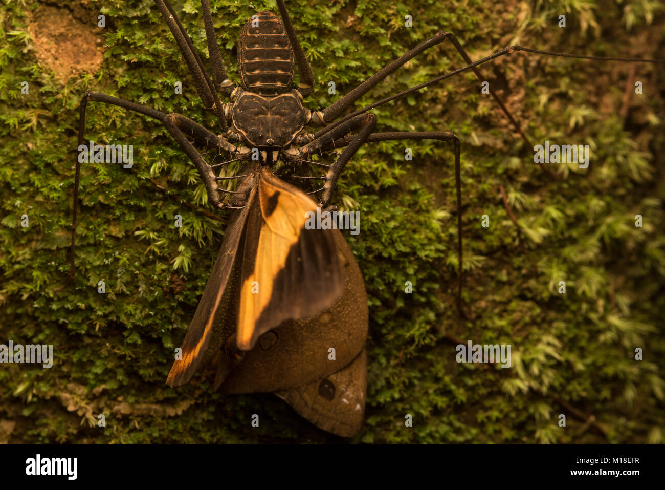 A tailless whip scorpion that caught a moth to eat. Stock Photo