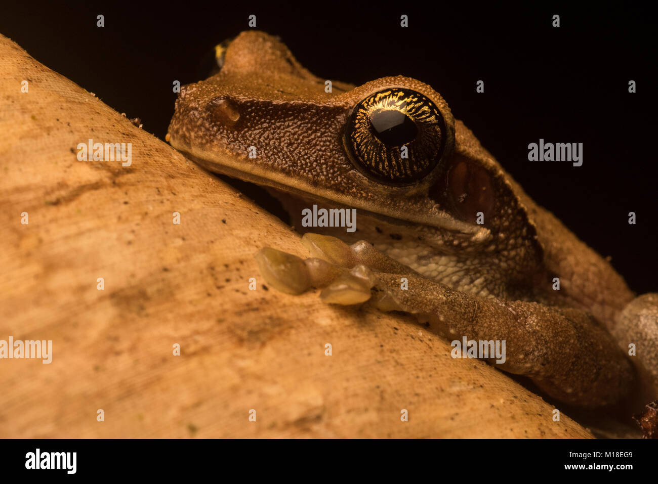 A tree frog (Osteocephalus sp.) from the Amazonian jungle in Colombia. Stock Photo