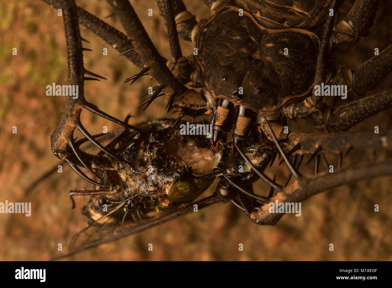 A tailless whip scorpion snacking on a cicada Stock Photo
