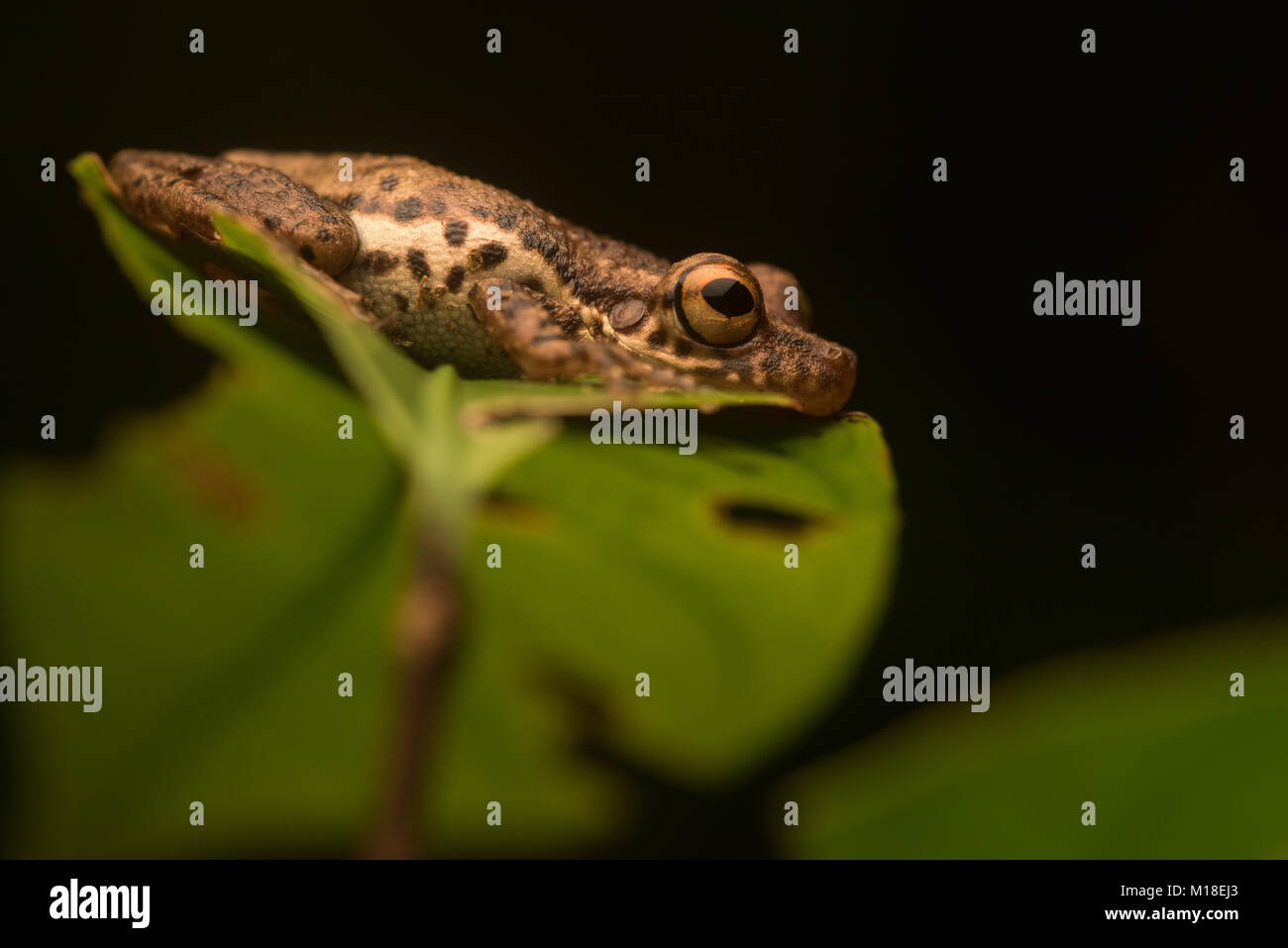 A Scinax species sitting ontop of a leaf in the Amazon jungle. Stock Photo