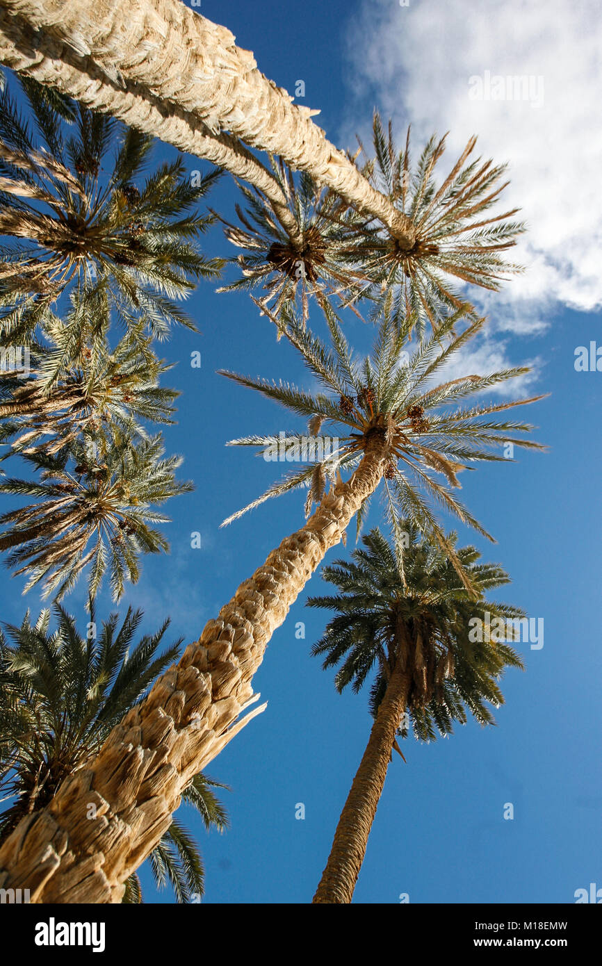 Palm trees in the deserts of Tunisia, Africa Stock Photo Alamy