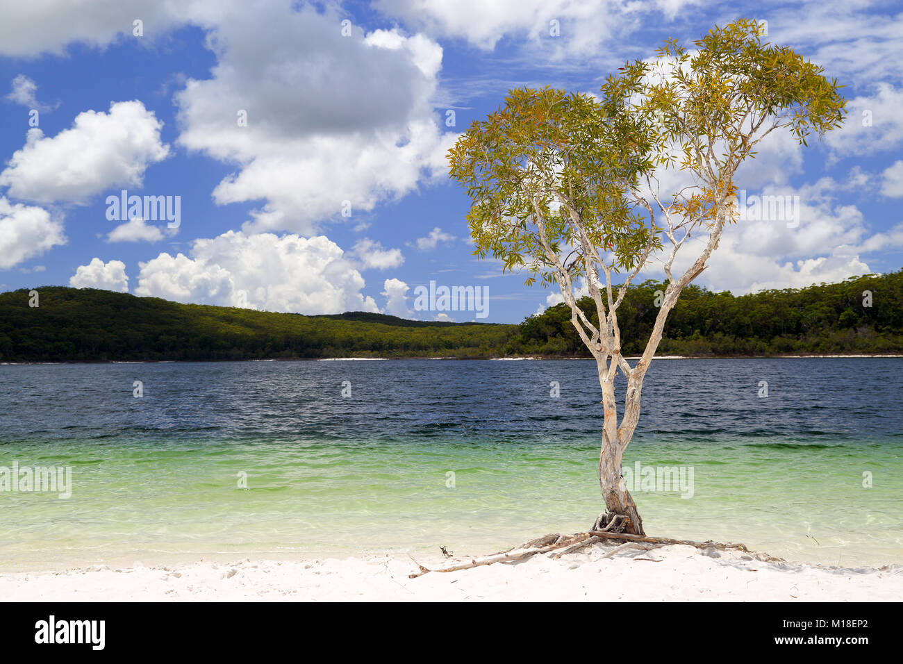 Lake McKenzie on Fraser Island. Stock Photo