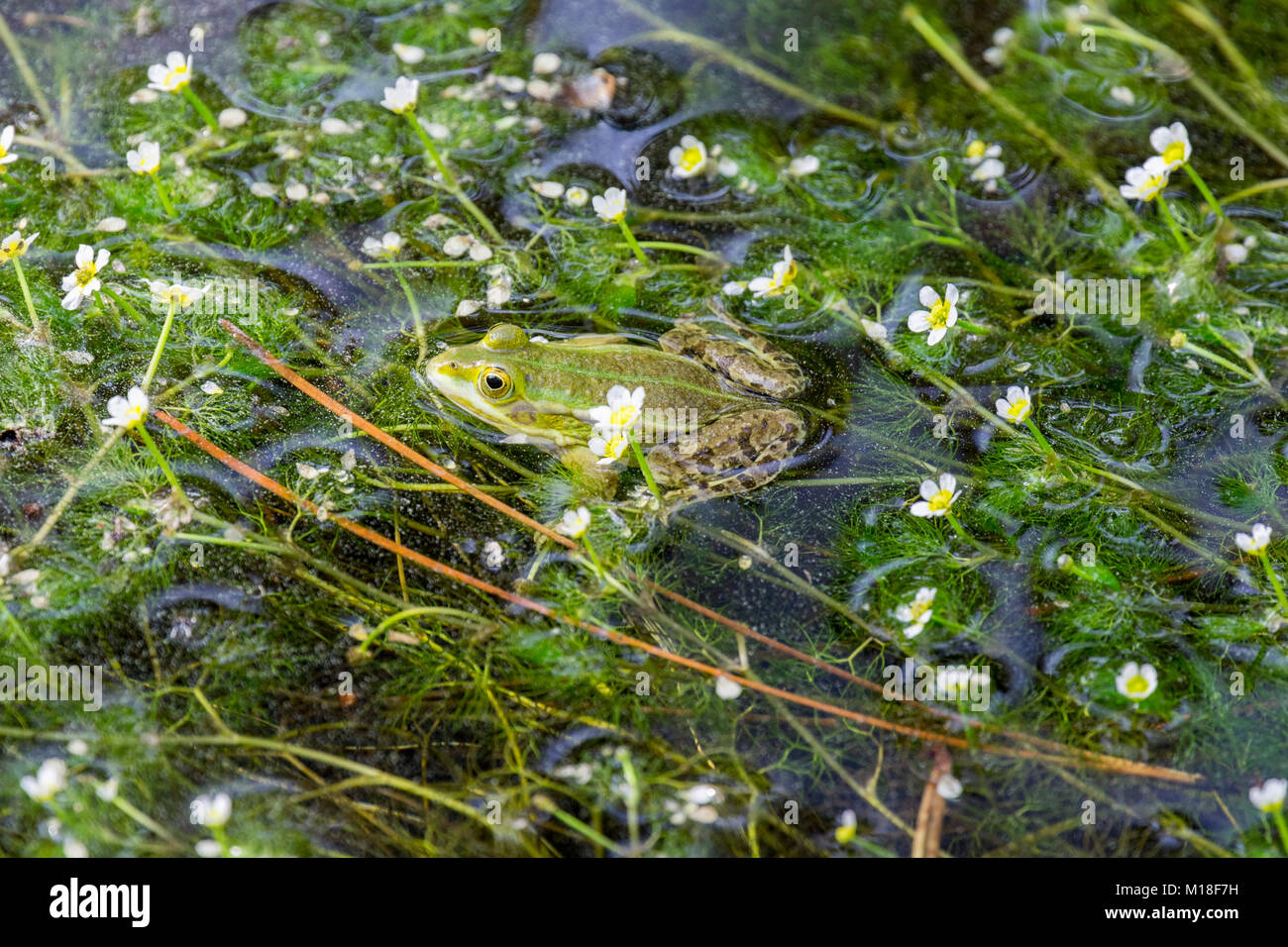 Green frog (Rana esculenta) between flowering aquatic plants,River water crowfoot (Ranunculus fluitans),Veneto,Italy Stock Photo