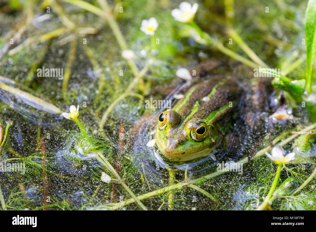 Green frog (Rana esculenta) between flowering aquatic plants,River